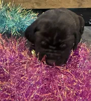 Montana, a female Cane Corso for sale in Blodgett, OR – Photo 6 of 10