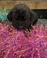 Montana, a female Cane Corso for sale in Blodgett, OR – Photo 7 of 10