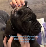 Montana, a female Cane Corso for sale in Blodgett, OR – Photo 4 of 5