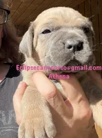 Athena , a female Cane Corso for sale in Blodgett, OR – 3 of 6