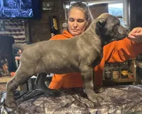 Kronos , a male Cane Corso for sale in Blodgett, OR – 6 of 10