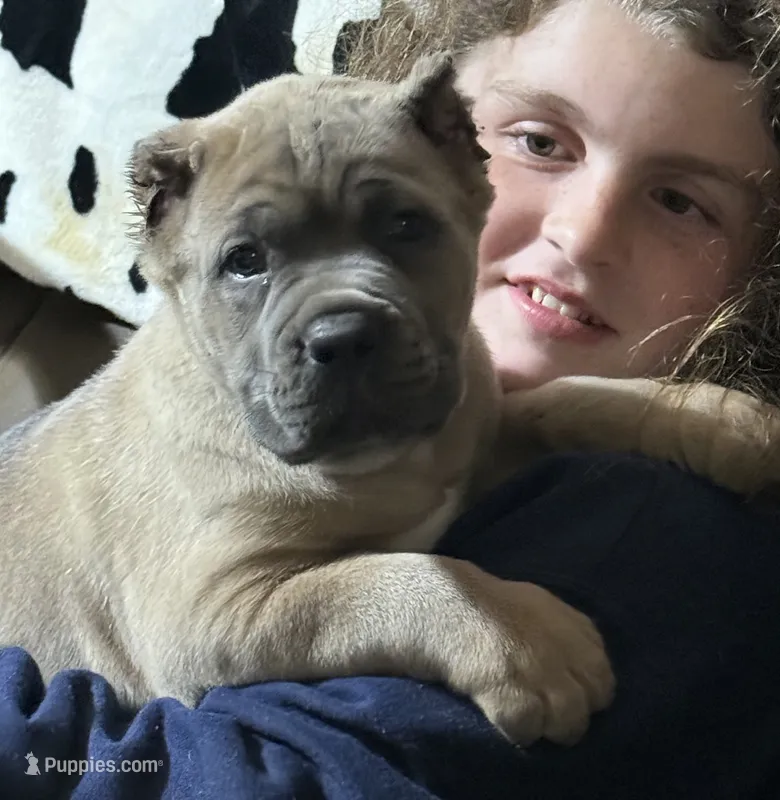 Zeus  – Cane Corso puppy for sale in Blodgett, OR