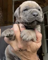 Zeus , a male Cane Corso for sale in Blodgett, OR – 5 of 7