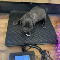 Female 2, a female Cane Corso for sale in Blodgett, OR – Photo 1 of 6