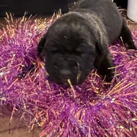 Female 2, a female Cane Corso for sale in Blodgett, OR – Photo 2 of 6