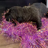 Female 2, a female Cane Corso for sale in Blodgett, OR – Photo 6 of 6