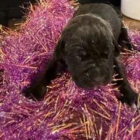 Female 2, a female Cane Corso for sale in Blodgett, OR – Photo 3 of 6