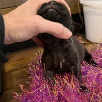 Female 2, a female Cane Corso for sale in Blodgett, OR – Photo 4 of 6