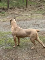 Surabi , a female Cane Corso for sale in Blodgett, OR – 8 of 9