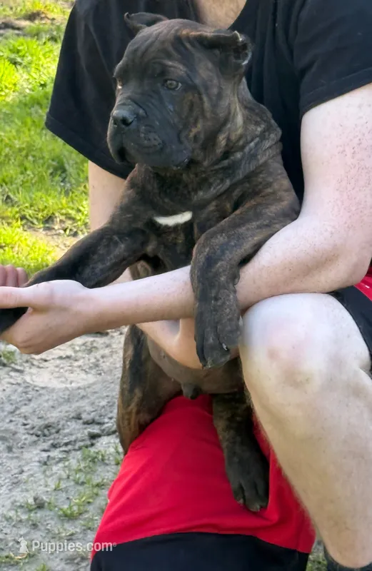 Texas Tornado – Cane Corso puppy for sale in Blodgett, OR