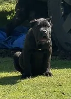 Louisiana, a male Cane Corso for sale in Blodgett, OR – 2 of 4