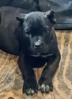 Oklahoma “ Okley”, a female Cane Corso for sale in Blodgett, OR – 2 of 5