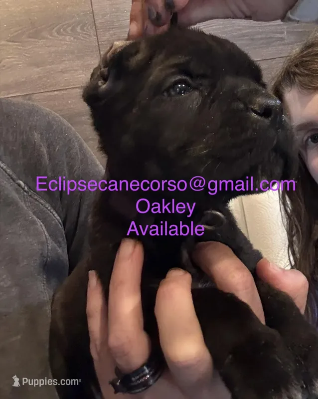Oklahoma “ Okley” – Cane Corso puppy for sale in Blodgett, OR