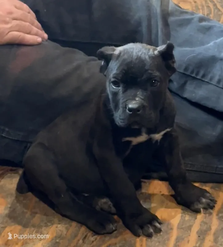 Oklahoma “ Okley” – Cane Corso puppy for sale in Blodgett, OR