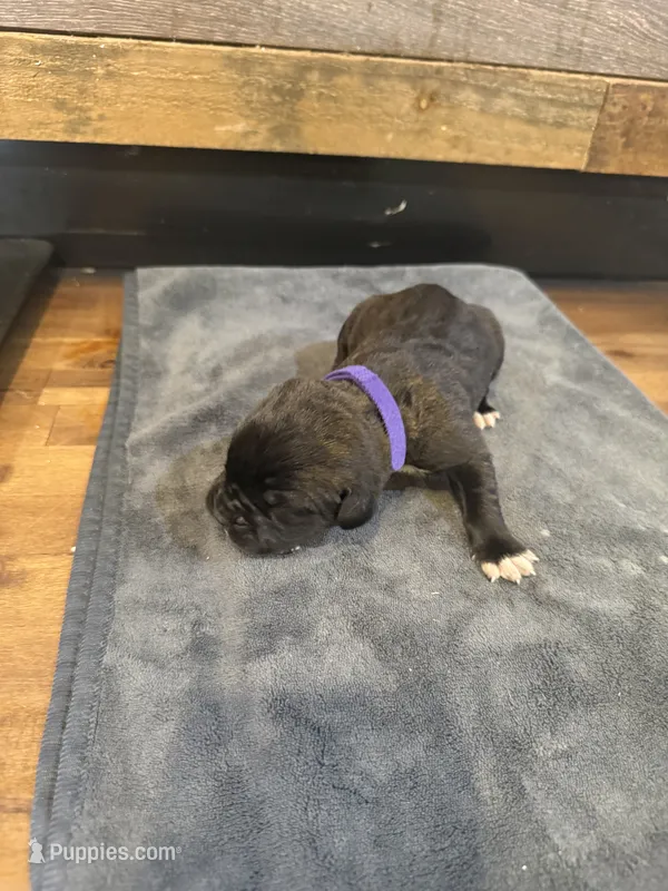 Oklahoma “ Okley”