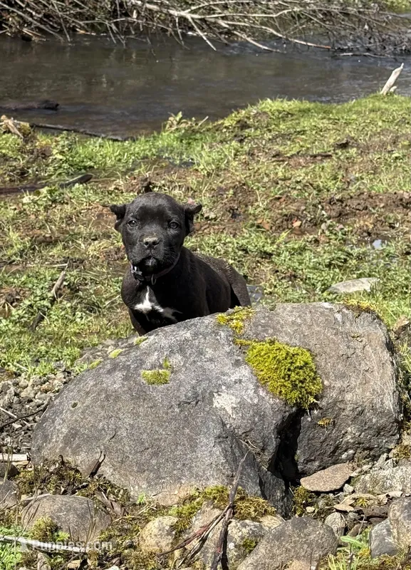 Oklahoma “ Okley” – Cane Corso puppy for sale in Blodgett, OR