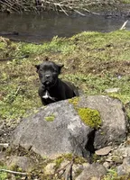 Oklahoma “ Okley”, a female Cane Corso for sale in Blodgett, OR – 3 of 5