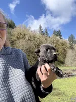 Oklahoma “ Okley”, a female Cane Corso for sale in Blodgett, OR – 4 of 5