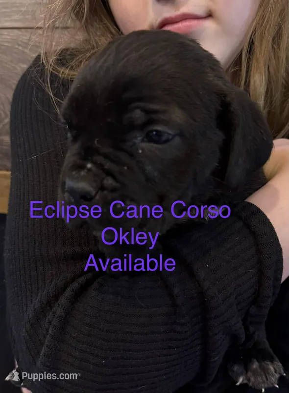 Oklahoma “ Okley” – Cane Corso puppy for sale in Blodgett, OR