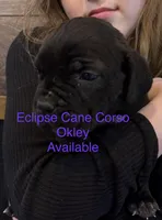 Oklahoma “ Okley”, a female Cane Corso for sale in Blodgett, OR – Photo 2 of 8