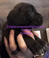 Oklahoma “ Okley”, a female Cane Corso for sale in Blodgett, OR – Photo 6 of 8