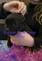 Oklahoma “ Okley”, a female Cane Corso for sale in Blodgett, OR – Photo 5 of 8