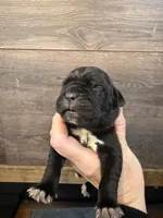 processed/23e1bcad-3622-453e-a595-0ec1f96c4b84/listing/2a31a3c3-7658-4bae-86ee-16b65653cc49/c700f6c0-3424-4c12-a648-ff107229f6dc