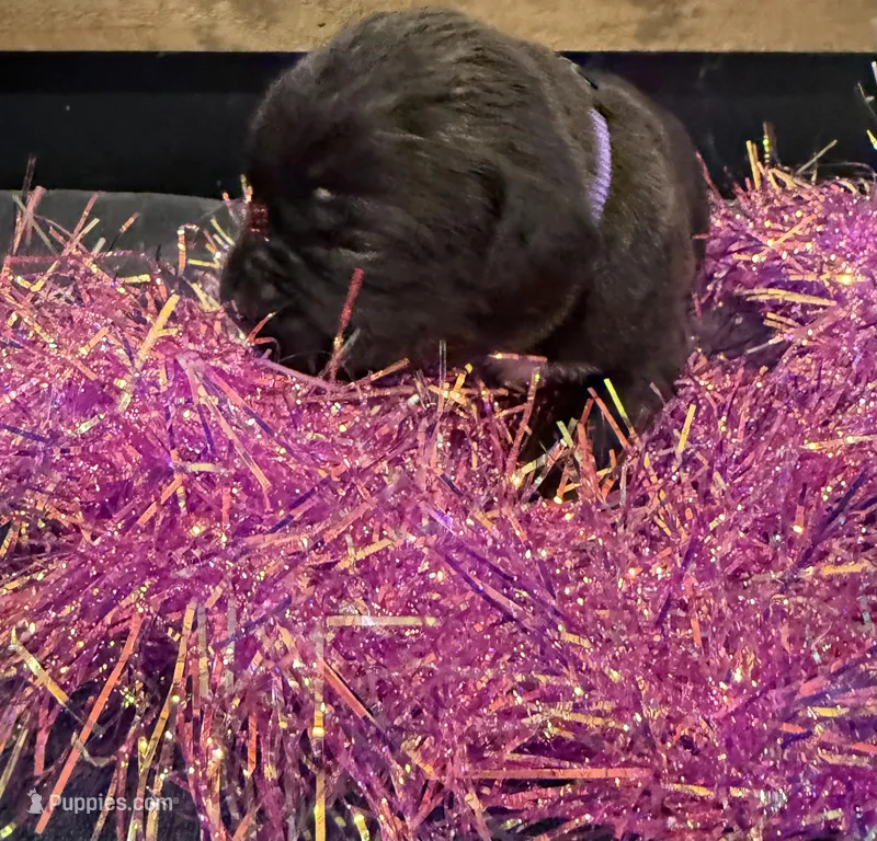 Oklahoma “ Okley”