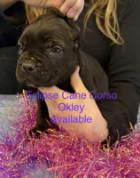 Oklahoma “ Okley”, a female Cane Corso for sale in Blodgett, OR – Photo 4 of 8