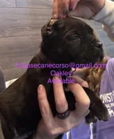 Oklahoma “ Okley”, a female Cane Corso for sale in Blodgett, OR – Photo 8 of 8