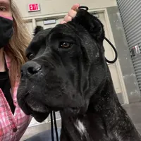 Confirmed breeding GCH Eclipse’s Drogo/vixen , a male Cane Corso for sale in Blodgett, OR – 8 of 10