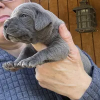 Spider, a female Cane Corso for sale in Blodgett, OR – Photo 8 of 9
