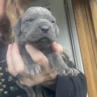 Spider, a female Cane Corso for sale in Blodgett, OR – Photo 2 of 9