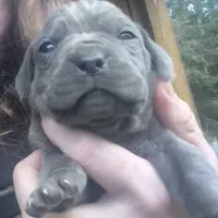 Spider, a female Cane Corso for sale in Blodgett, OR – Photo 3 of 9