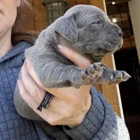 Spider, a female Cane Corso for sale in Blodgett, OR – Photo 7 of 9