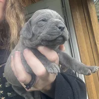Spider, a female Cane Corso for sale in Blodgett, OR – Photo 4 of 9
