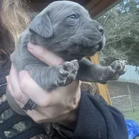 Spider, a female Cane Corso for sale in Blodgett, OR – Photo 6 of 9