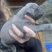 Spider, a female Cane Corso for sale in Blodgett, OR – Photo 5 of 9