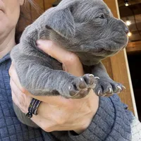 Spider, a female Cane Corso for sale in Blodgett, OR – Photo 9 of 9