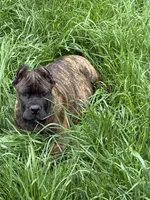 Wyoming, a female Cane Corso for sale in Blodgett, OR – 9 of 9