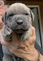 Zeus , a male Cane Corso for sale in Blodgett, OR – 3 of 7