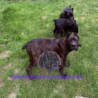 Mississippi Mud, a female Cane Corso for sale in Blodgett, OR – 10 of 10