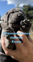 Kronos , a male Cane Corso for sale in Blodgett, OR – 5 of 7