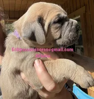 Athena , a female Cane Corso for sale in Blodgett, OR – 2 of 6