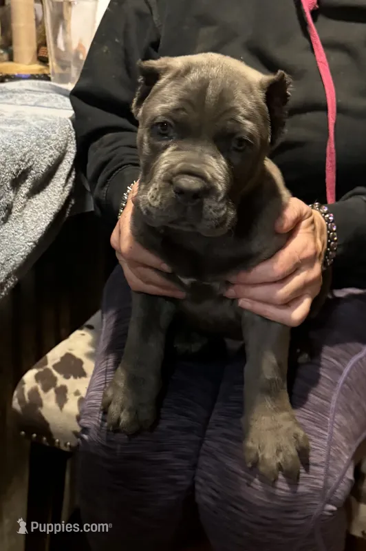 Apollo  – Cane Corso puppy for sale in Blodgett, OR