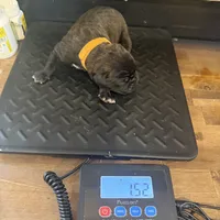 Nevada, a male Cane Corso for sale in Blodgett, OR – Photo 4 of 10