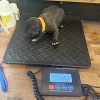 Nevada, a male Cane Corso for sale in Blodgett, OR – Photo 2 of 10