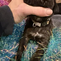 Nevada, a male Cane Corso for sale in Blodgett, OR – Photo 7 of 10