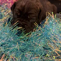 Nevada, a male Cane Corso for sale in Blodgett, OR – Photo 9 of 10
