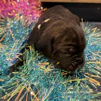 Nevada, a male Cane Corso for sale in Blodgett, OR – Photo 6 of 10